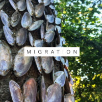 MIGRATION
